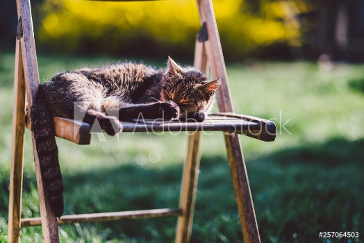 Picture of Sleeping cat